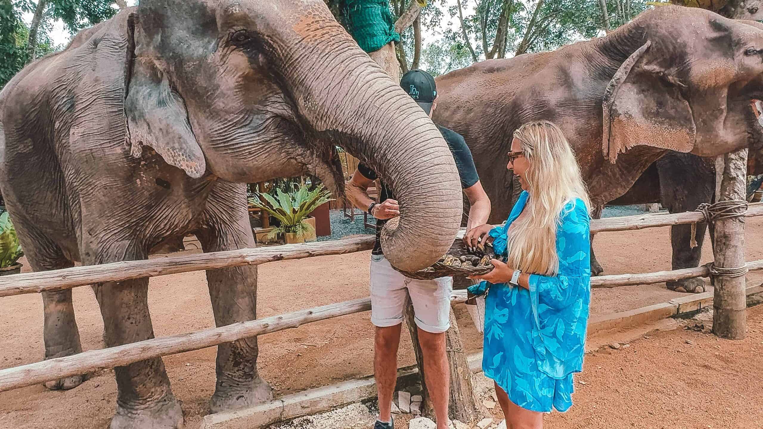Woman feeding an elephant at Samui Elephant Home in Thailand.