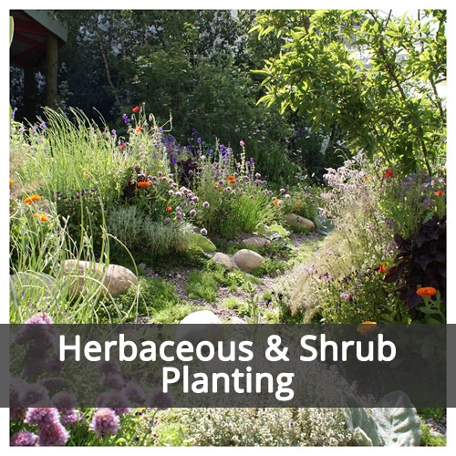 Herbaceous & Shrub Planting