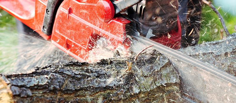 Tree Surgery