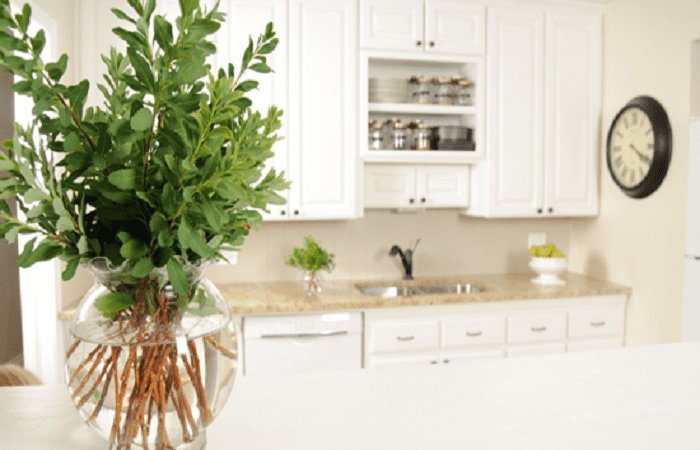 Fresh greenery in a glass vase on a kitchen bench in a bright, clean kitchen