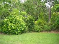 Windbreak Trees