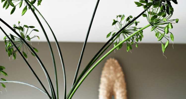 Featured image for the Mitey Fresh Indoor Air Care Planner download. A practical household resource with daily, weekly, monthly and seasonal reminders to help care for your indoor environment.