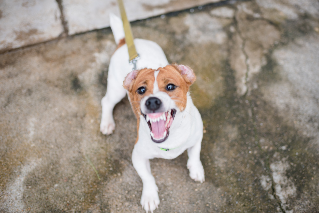 Dog Bite Injury Attorney - Michael J. Brennan