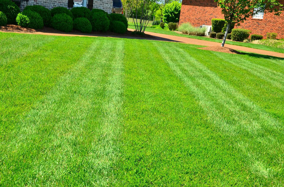 Lush green lawn with neatly mowed stripes, showcasing ideal grass height for healthy turf maintenance in residential landscaping.