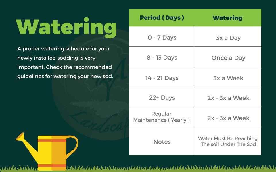watering new sod grass schedule my landscapers sodding sod