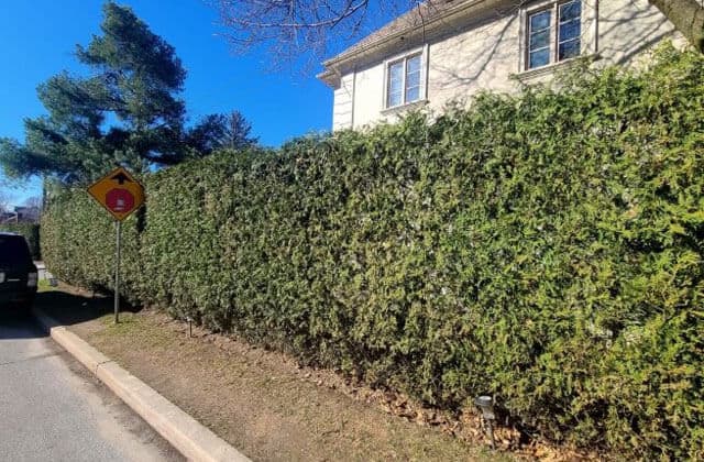 Landscaping Markham Cedar Planting