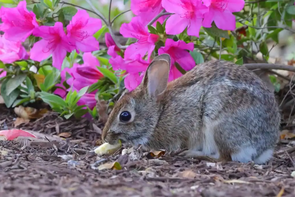 protect gardens in Ontario