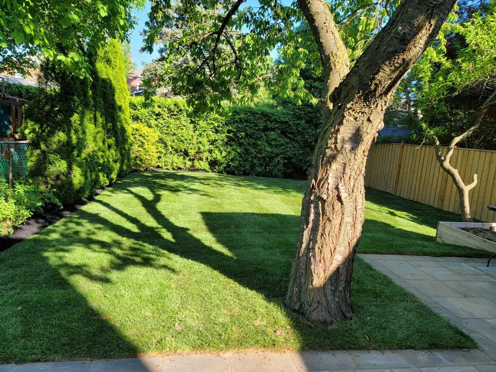 Freshly laid green sod in a sunny backyard with a large tree and hedges.