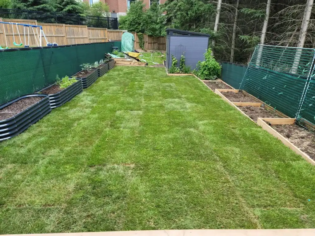Lush new sod lawn in a backyard featuring raised garden beds and a grey shed.