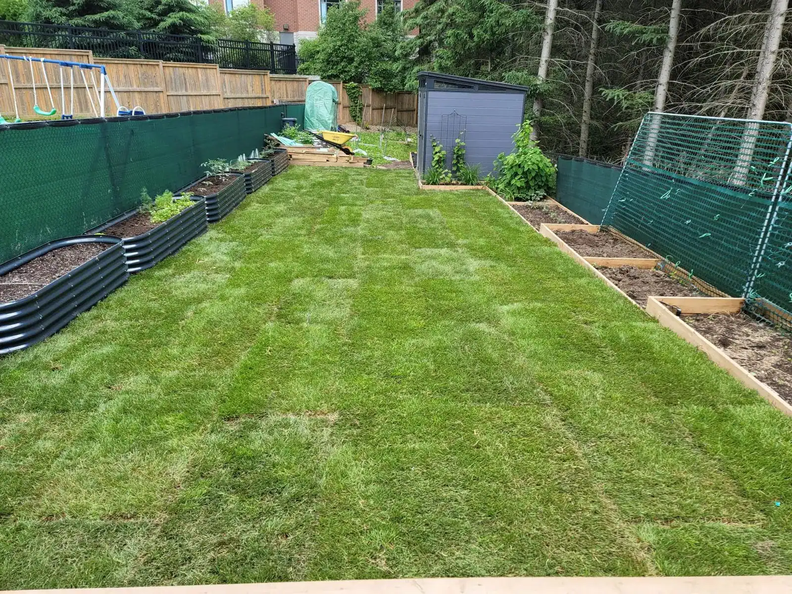 Lush new sod lawn in a backyard featuring raised garden beds and a grey shed.
