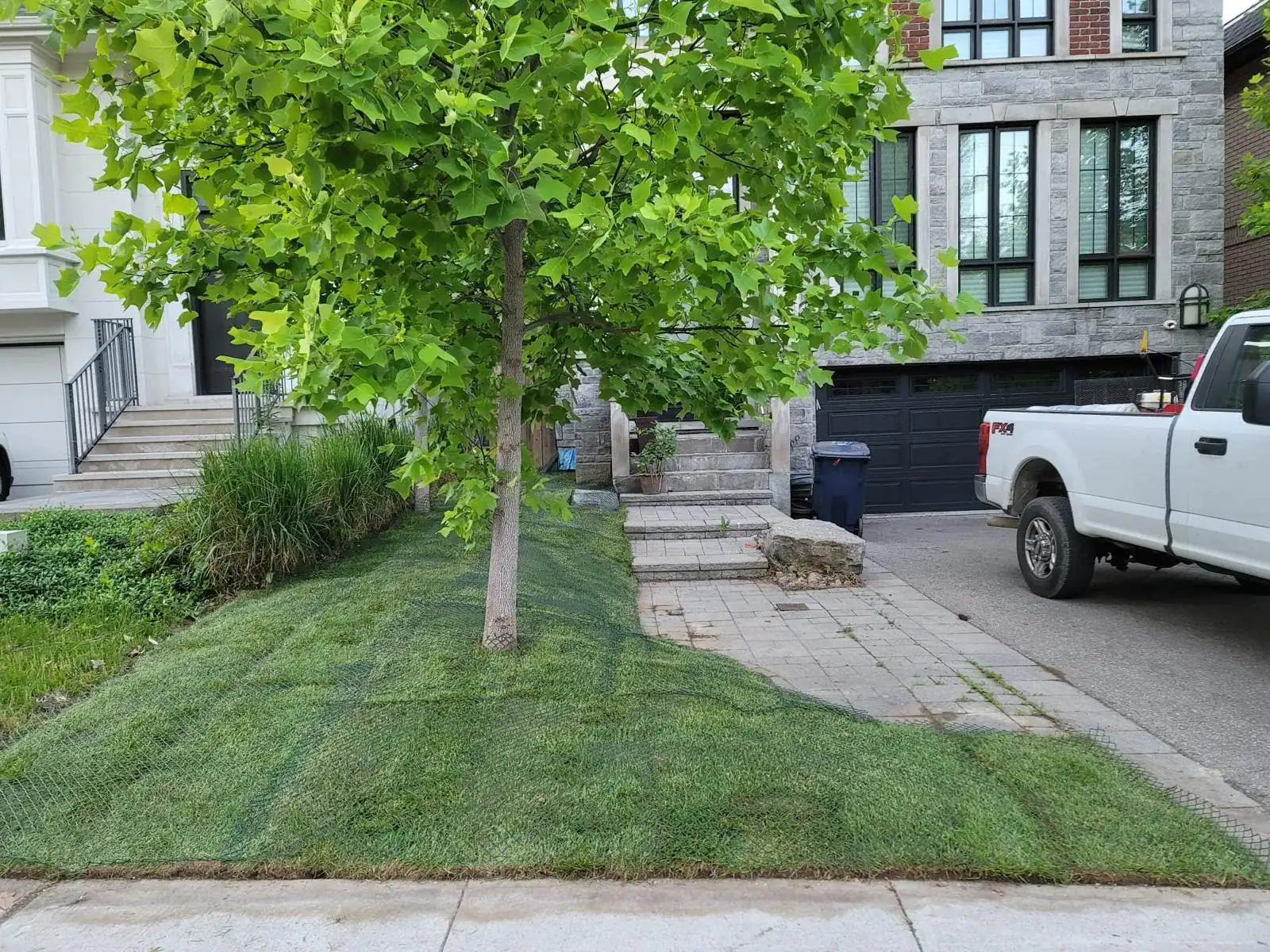 Various types of grass and sod options for lawn replacement on a wooden table