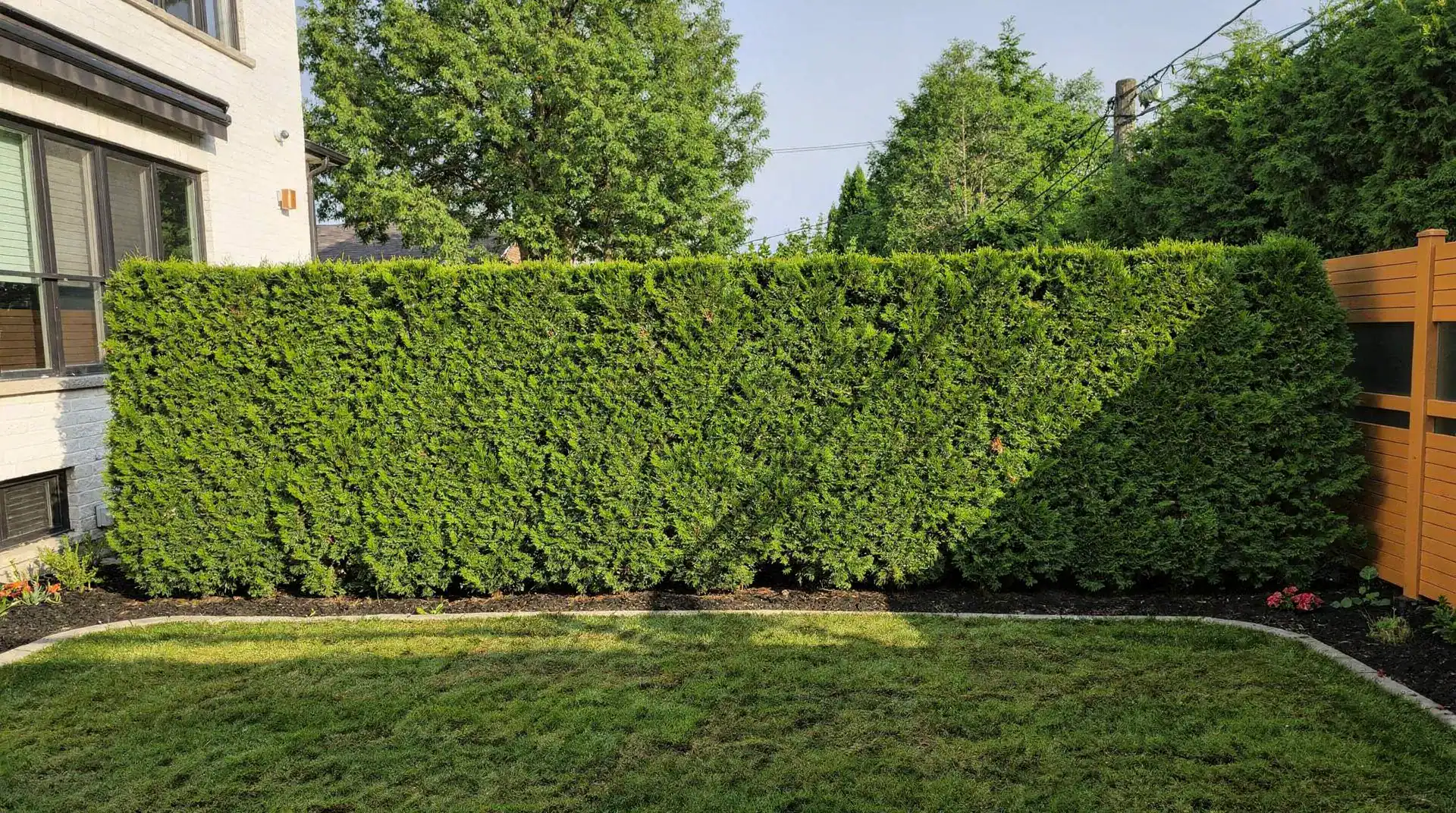 The top of a formal hedge should be narrower than the base so that sunlight