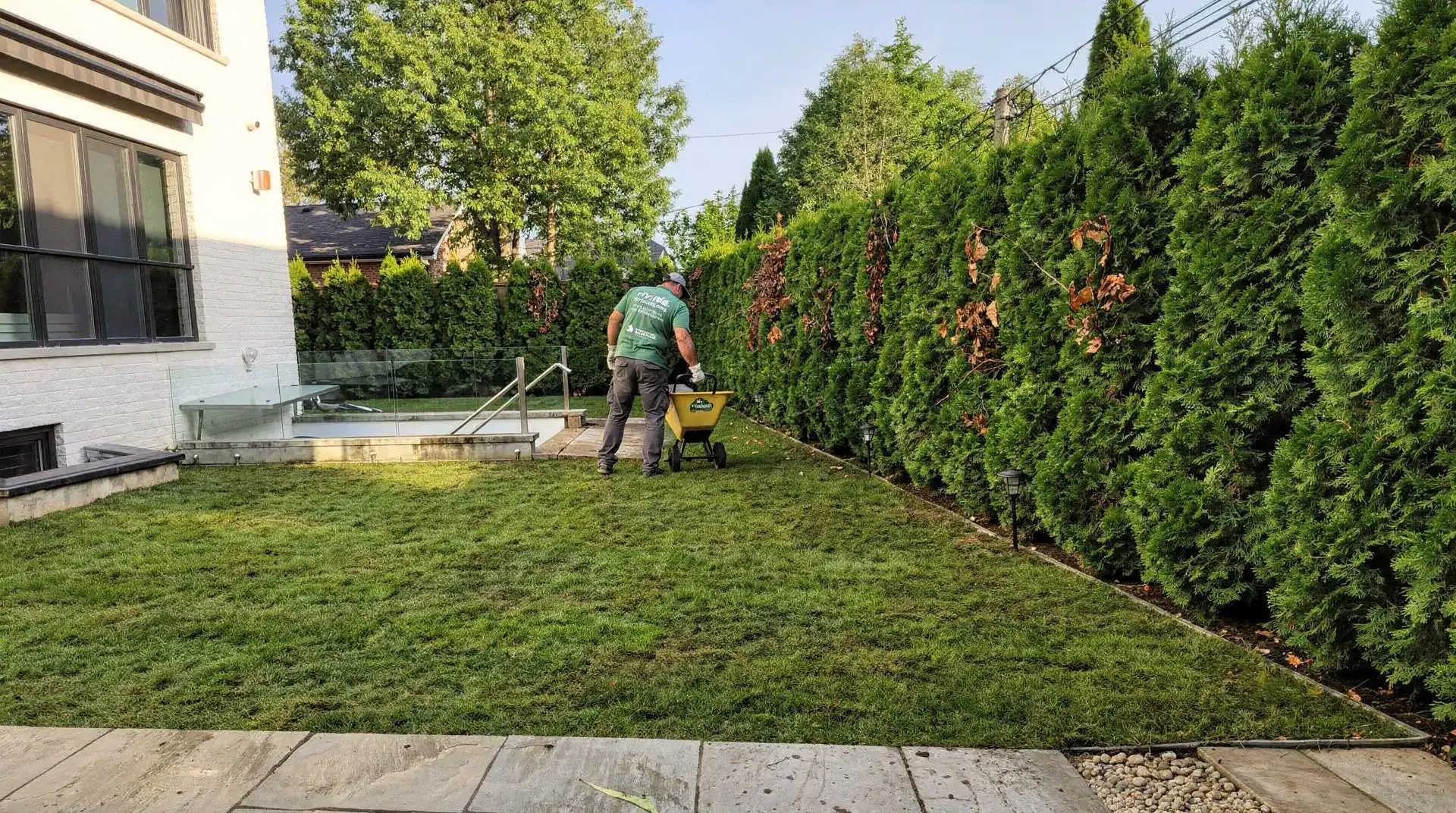Variations in soil quality mean that most hedges also need fertilizer to grow strong