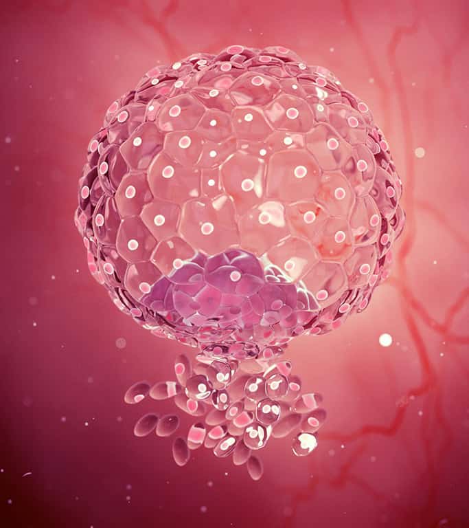 Blastocyst embryo during IVF process at Nandi IVF clinic.