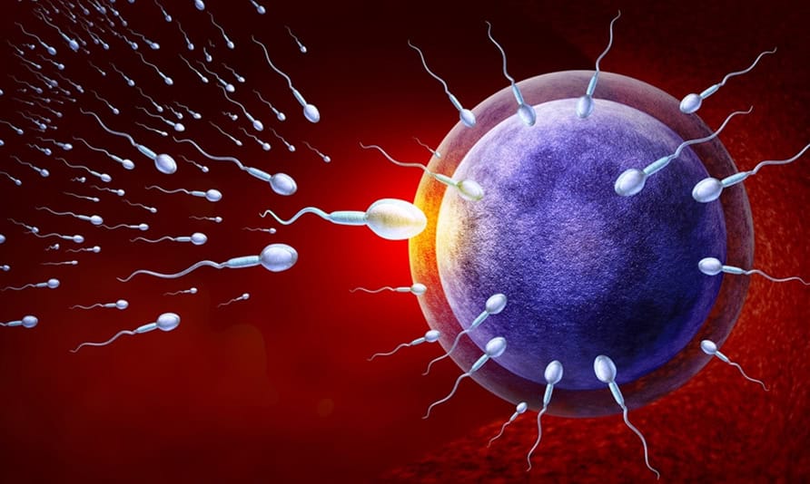 Illustration of sperm approaching an egg for fertilization process.
