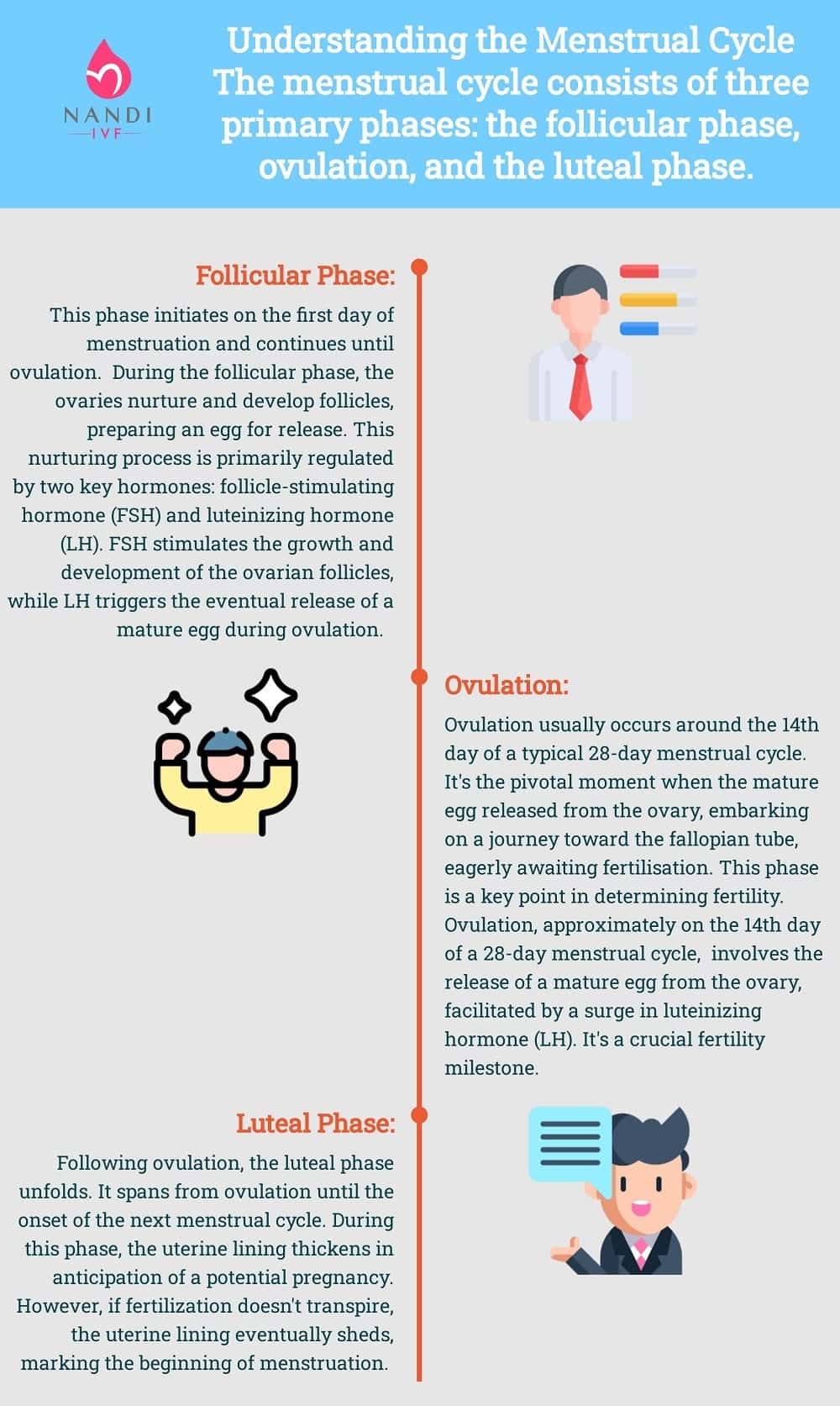 Diagram of menstrual cycle phases including follicular, ovulation, and luteal phases.