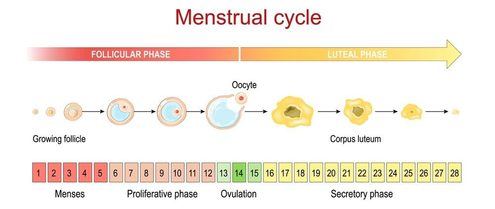 Diagram of menstrual cycle showing follicular and luteal phases with ovulation.