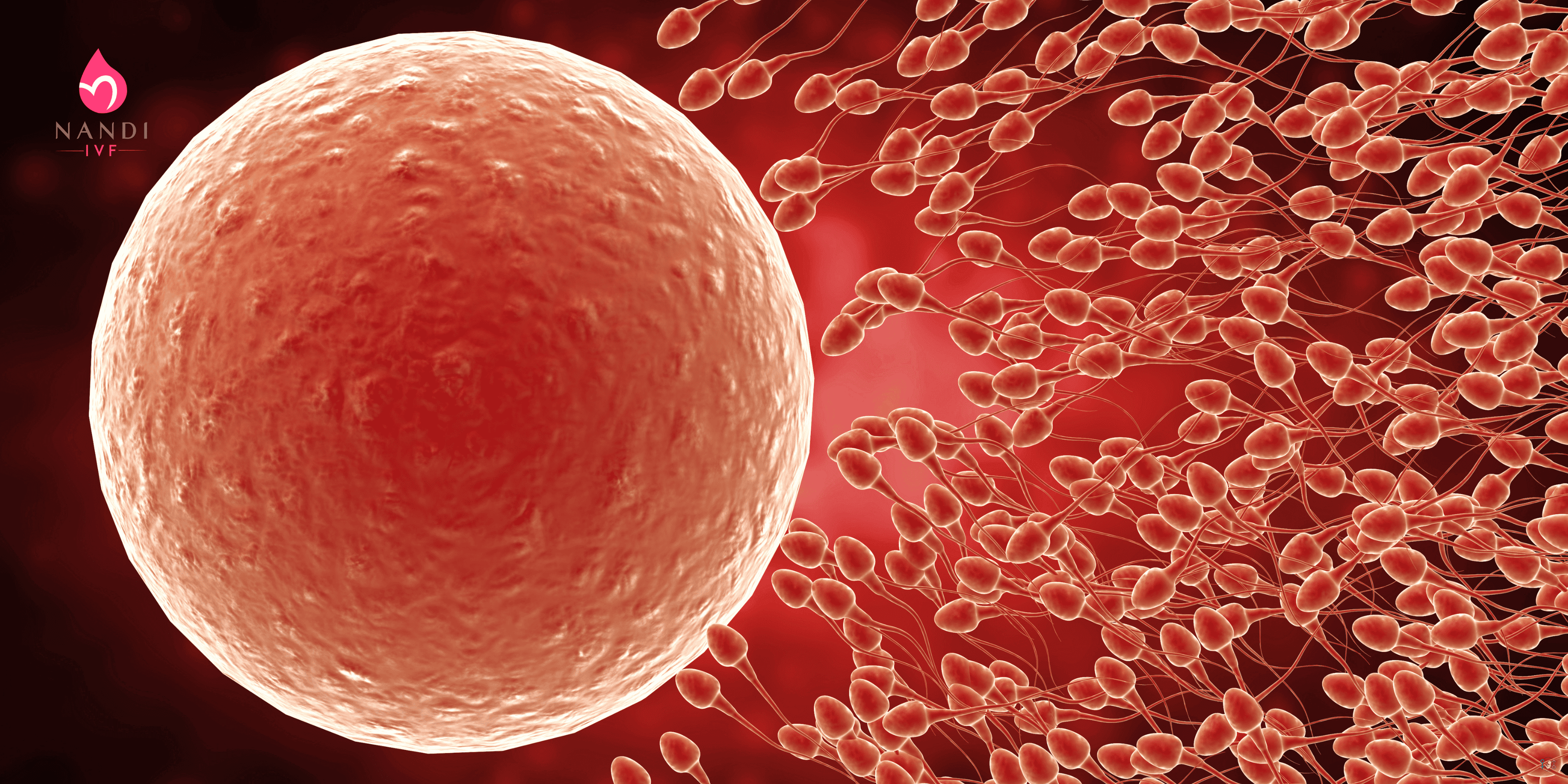 Microscopic view of ovarian follicle and sperm cells for fertility health.