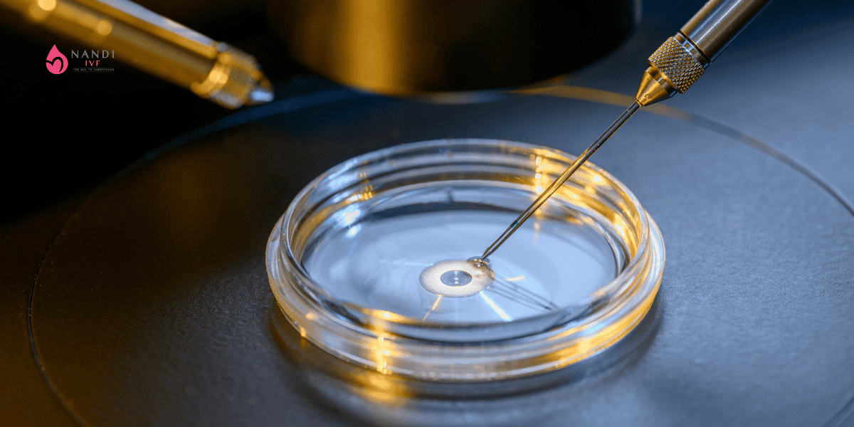 Close-up of IVF lab equipment with a pipette and petri dish.