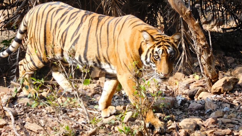 Tijgers spotten in Ranthambore National Park in India