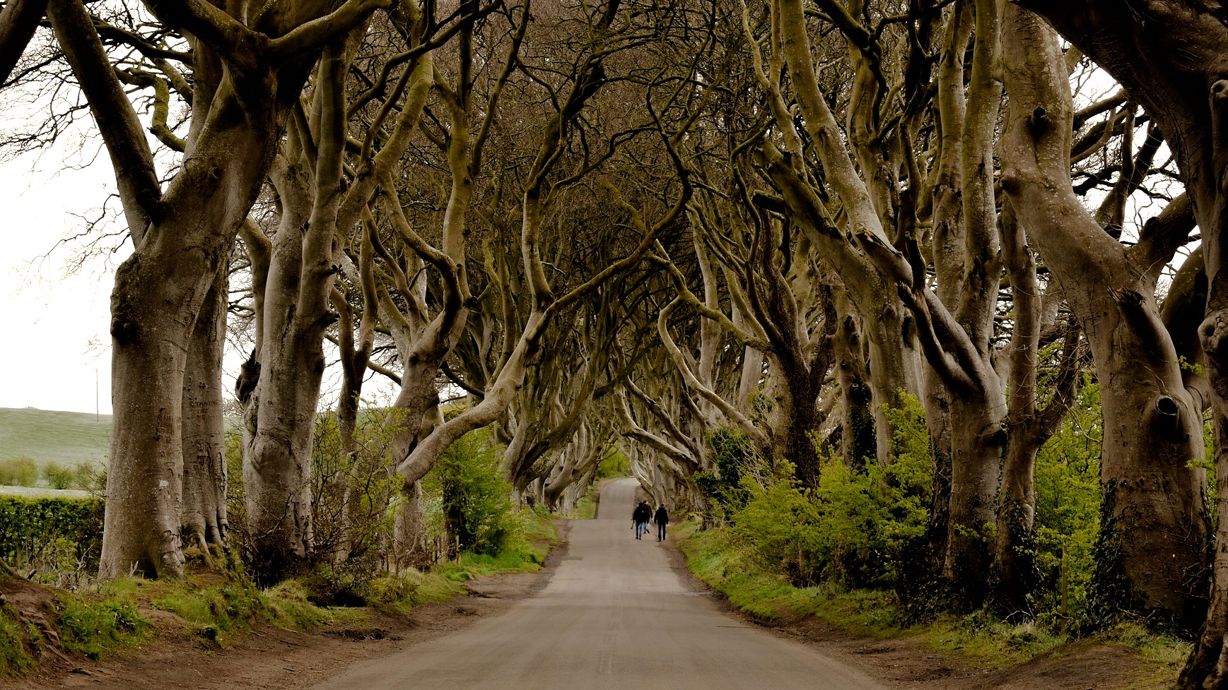De mooiste filmlocaties van Game of Thrones the Dark Hedges in Ierland