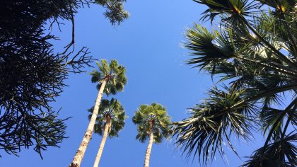Jardin Majorelle Marrakesh palmbomen