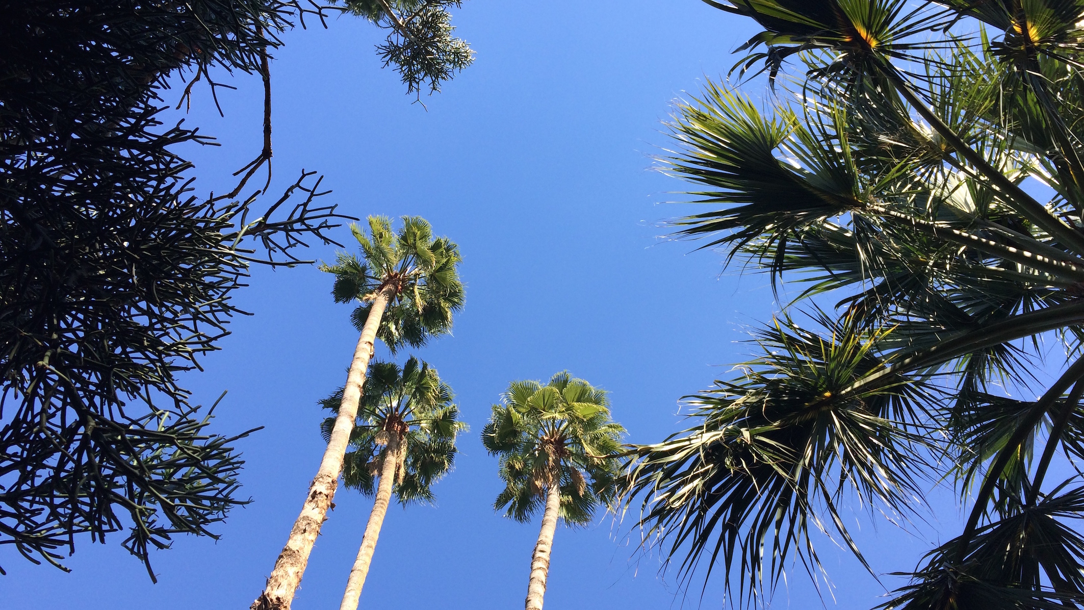 Marrakesh Jardin Majorelle palmbomen