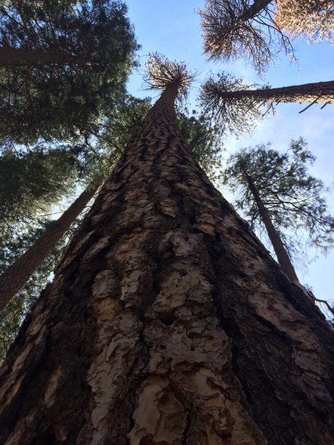 Yosemite National Park, sequoia bomen in het park