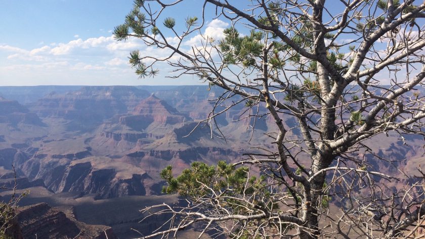 Grand Canyon National Park, Amerika, uitzicht op de kloof vanaf the rim trail