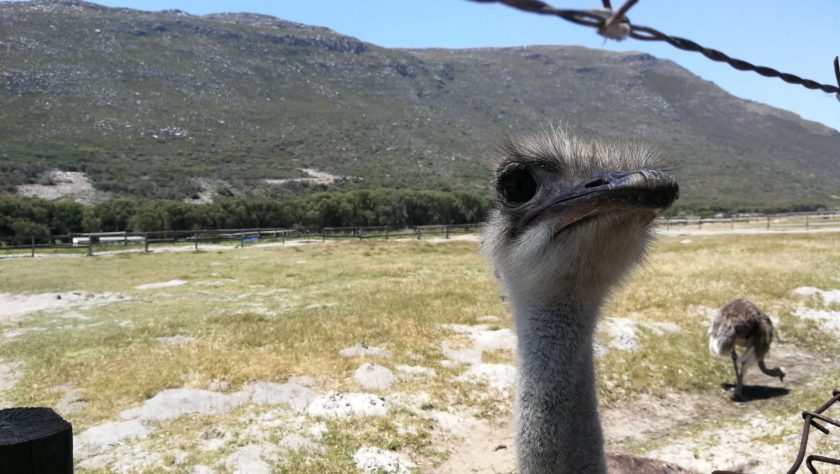 Kaapstad Kaap de Goede Hoop struisvogelfarm