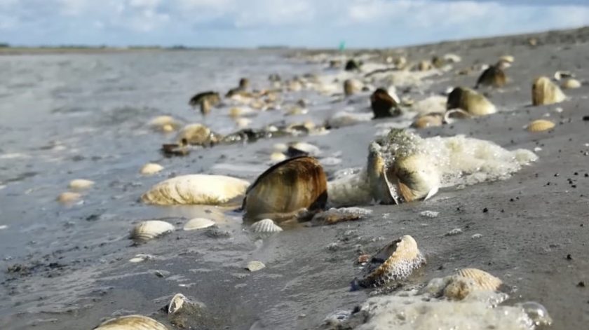 Bezienswaardigheden Groningen provincie: het wad van Groningen