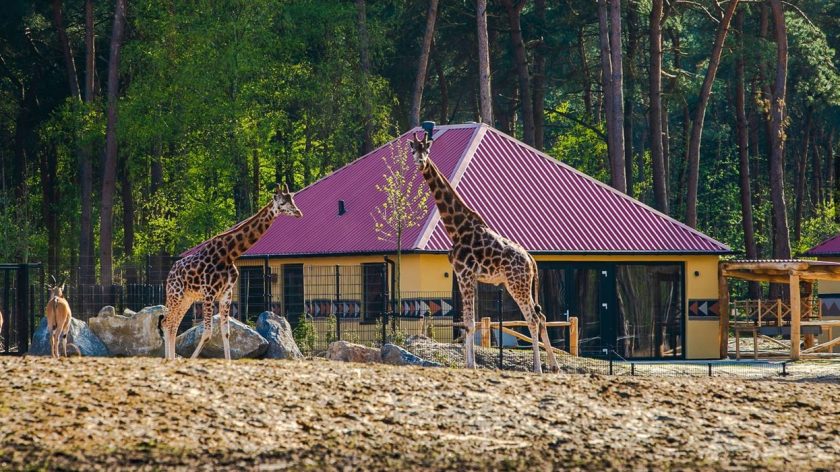 Savanne Lodge Beekse Bergen