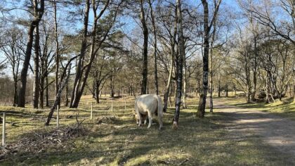 Wandelen rondje Laarder Wasmeer koeien