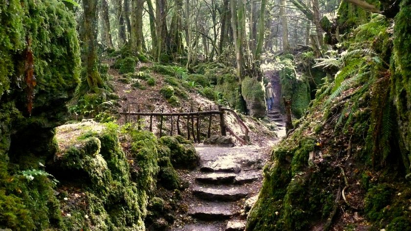 Puzzlewood, Forest of Dean, Groot Brittannië. 