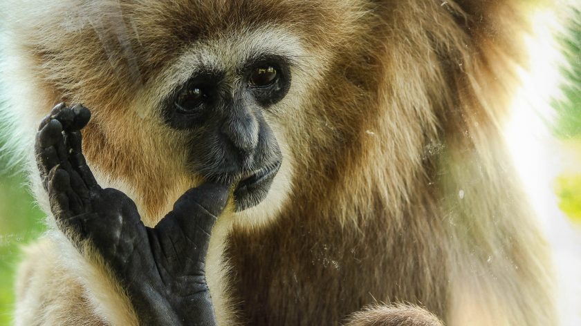 Low budget en gratis uitjes in Nederland - betaalbare dierentuinen, aapje in een boom
