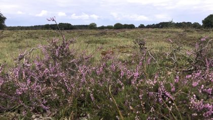 Wandelen: Tafelberg- en Blaricummerheide