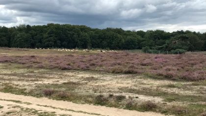 Heide, het Gooi