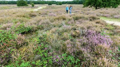 Tafelberg- en Blaricummerheide Martin van Lokven Photography
