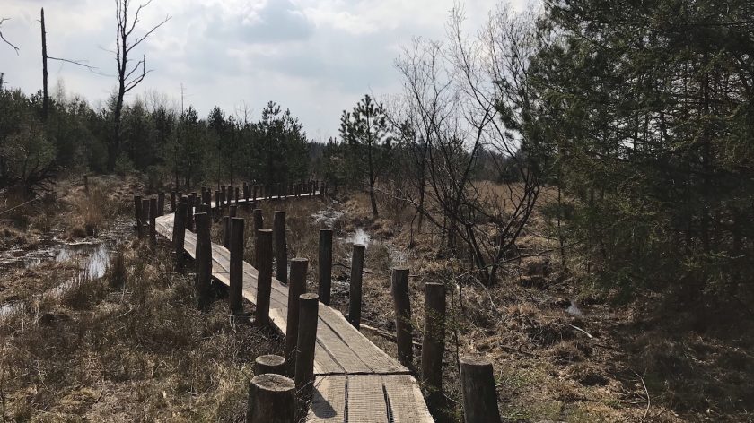 Dwingelderveld witte route boswandeling spier plankenpad