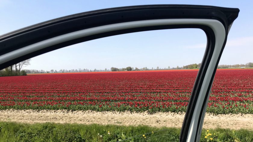 Tulpenfestival Noordoostpolder Flevoland