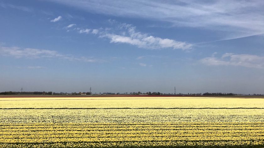 Tulpenvelden