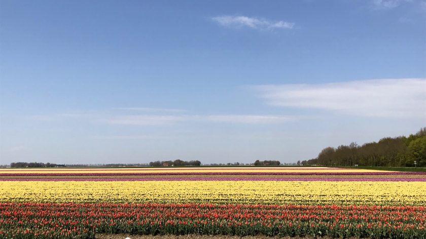 Tulpenroute tulpenfestival Flevoland
