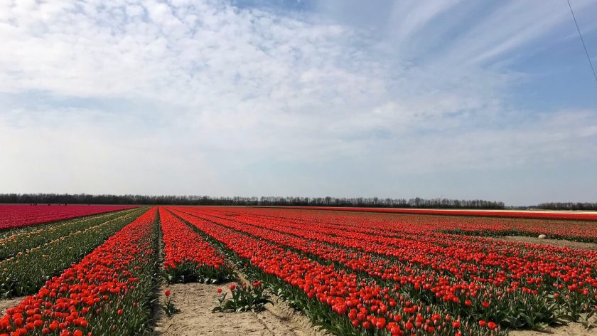 De mooiste tulpenvelden in Nederland - bollenroutes in de Noordoostpolder, Flevoland