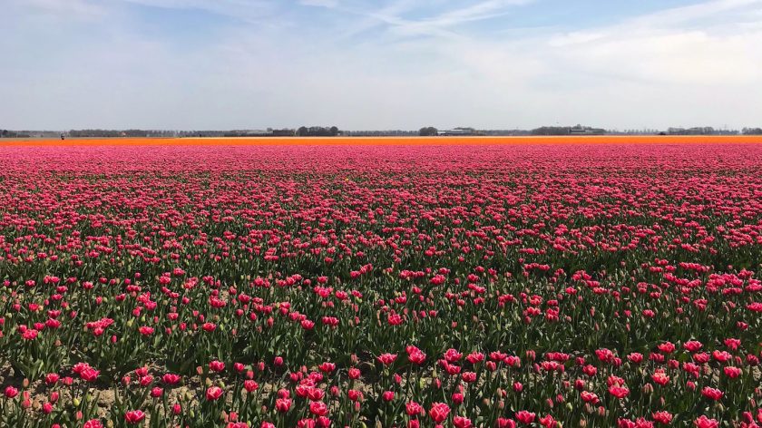 7x tulpenvelden in Nederland