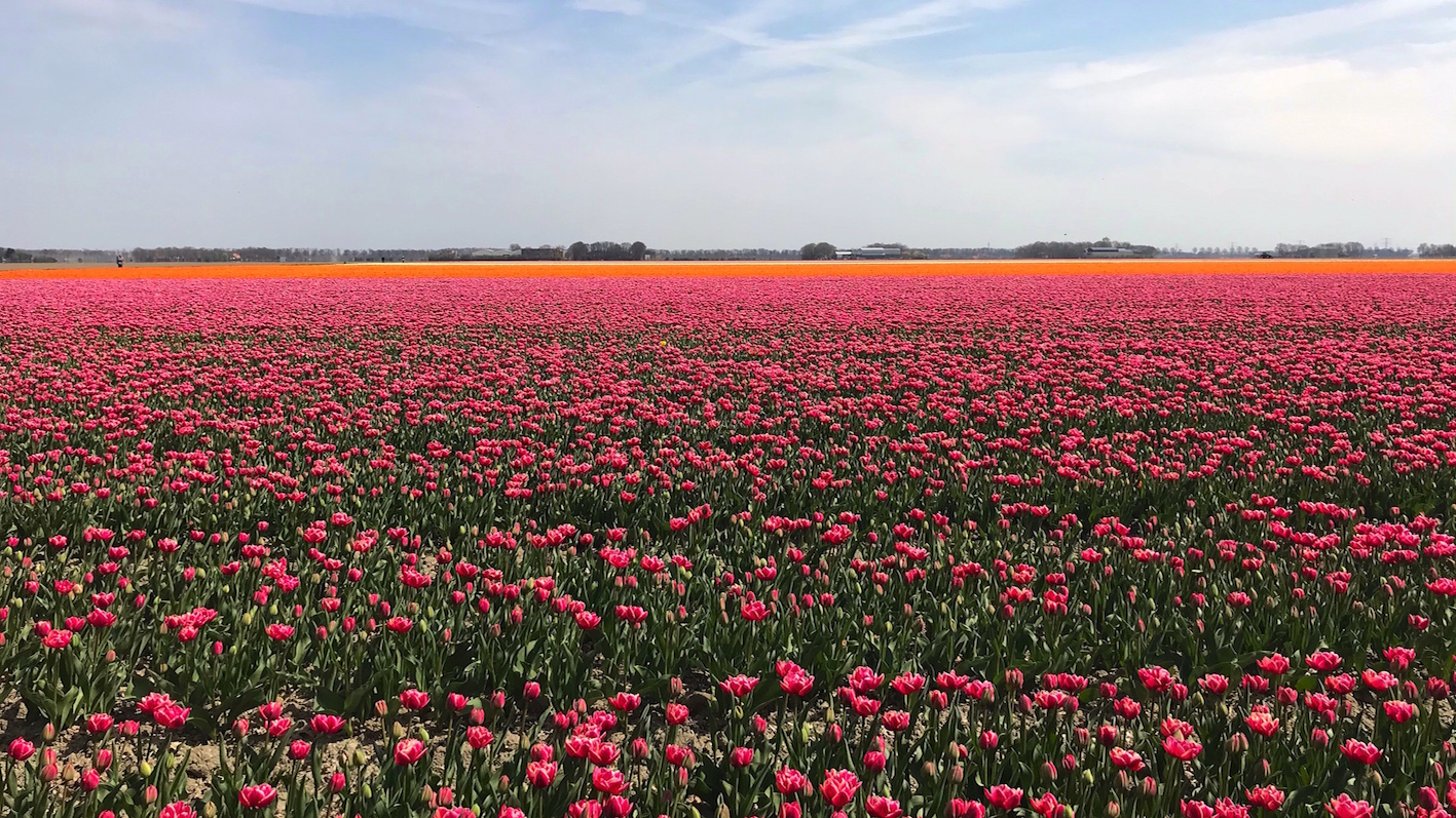 7x tulpenvelden in Nederland