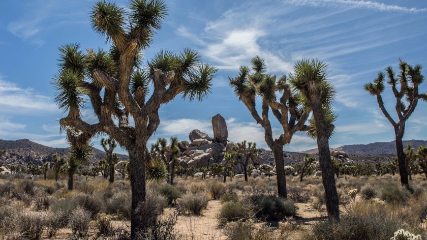 Joshua Tree National Park Californie, Amerika