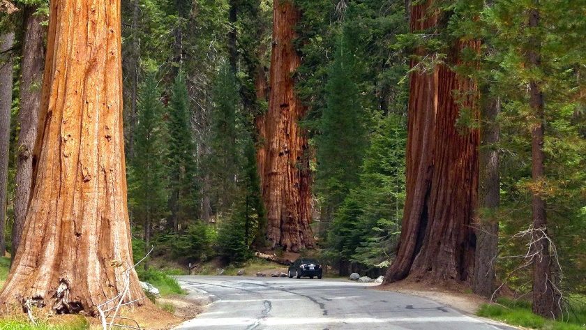 De mooiste nationale parken in Amerika: Sequoia and Kings Canyon National Park