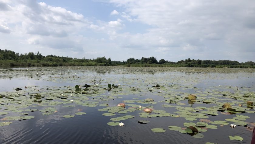 Belt-Schutsloot waterlelies