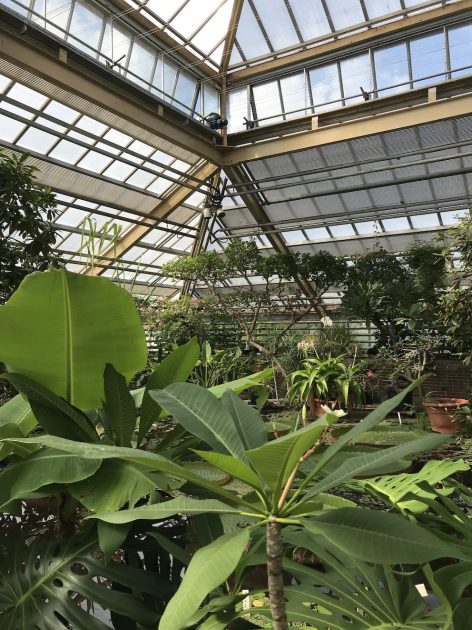 Hortus Botanicus Leiden