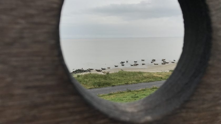 Termunten Groningen polder Breebaart zeehonden